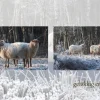 Vredige kerst...